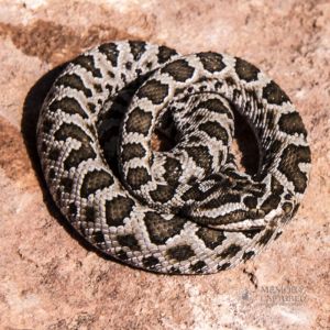 zion rattlesnake (10).jpg